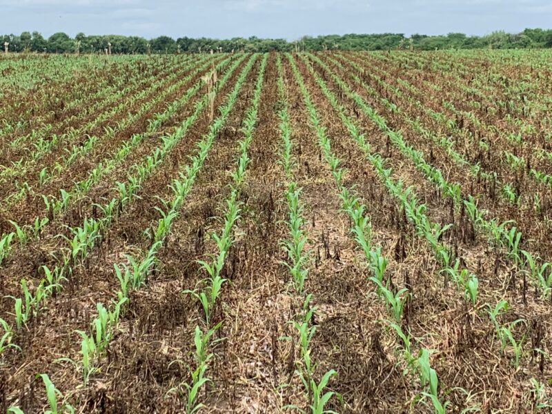 rick clark corn into cereal rye