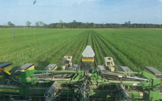 cover crops what they can do