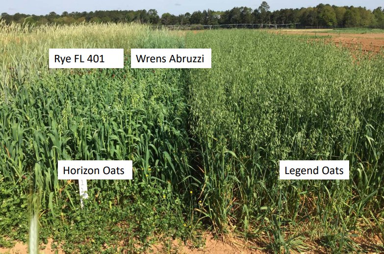 choosing cover crop varieties and mixtures