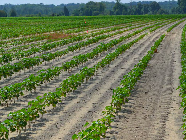 Secrets of Soil