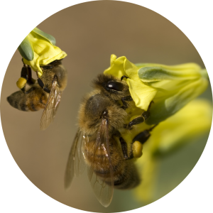 insectary