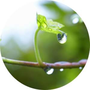 Precipitation-low