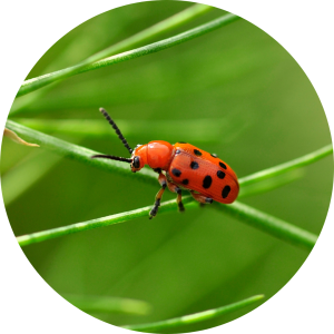 Pest Disease