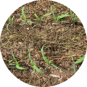 Planting Green