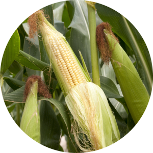 cash crop yield