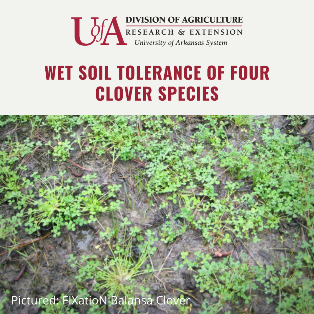 Wet Tolerance Clover