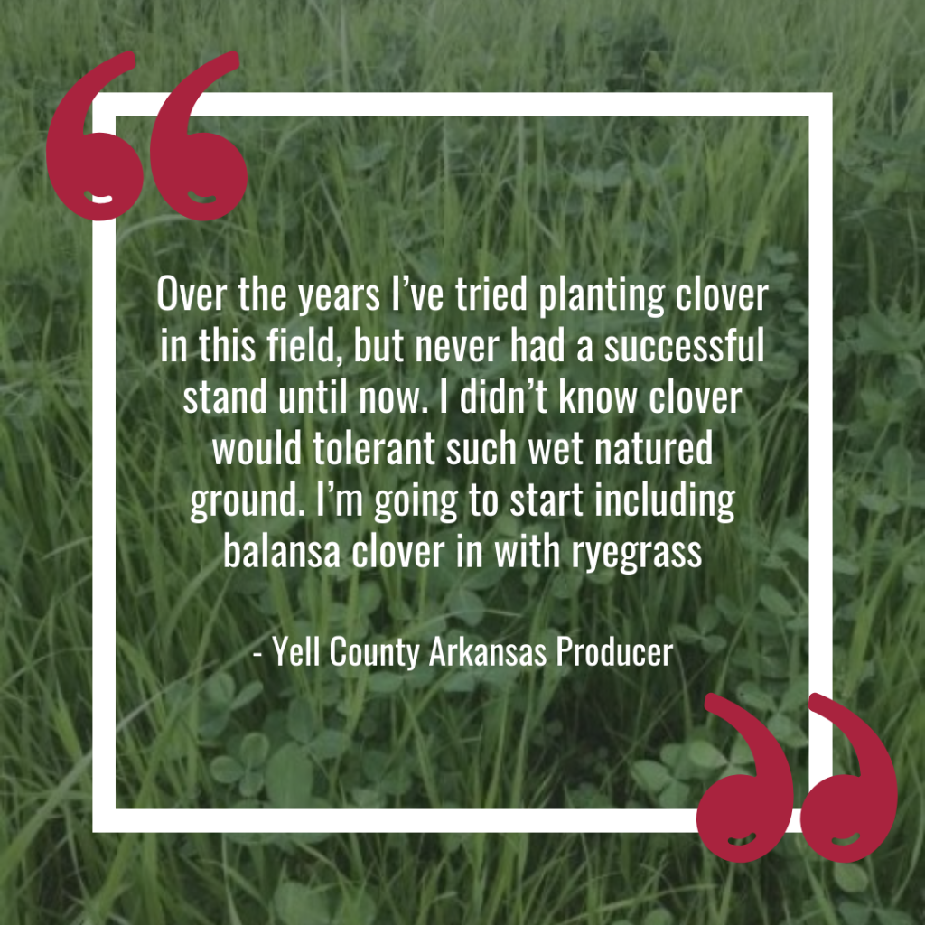 University of Arkansas Balansa Clover Demonstrations Quote 1