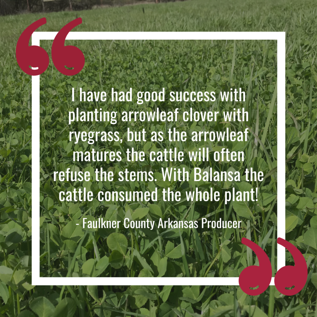 University of Arkansas Balansa Clover Demonstrations Quote 2