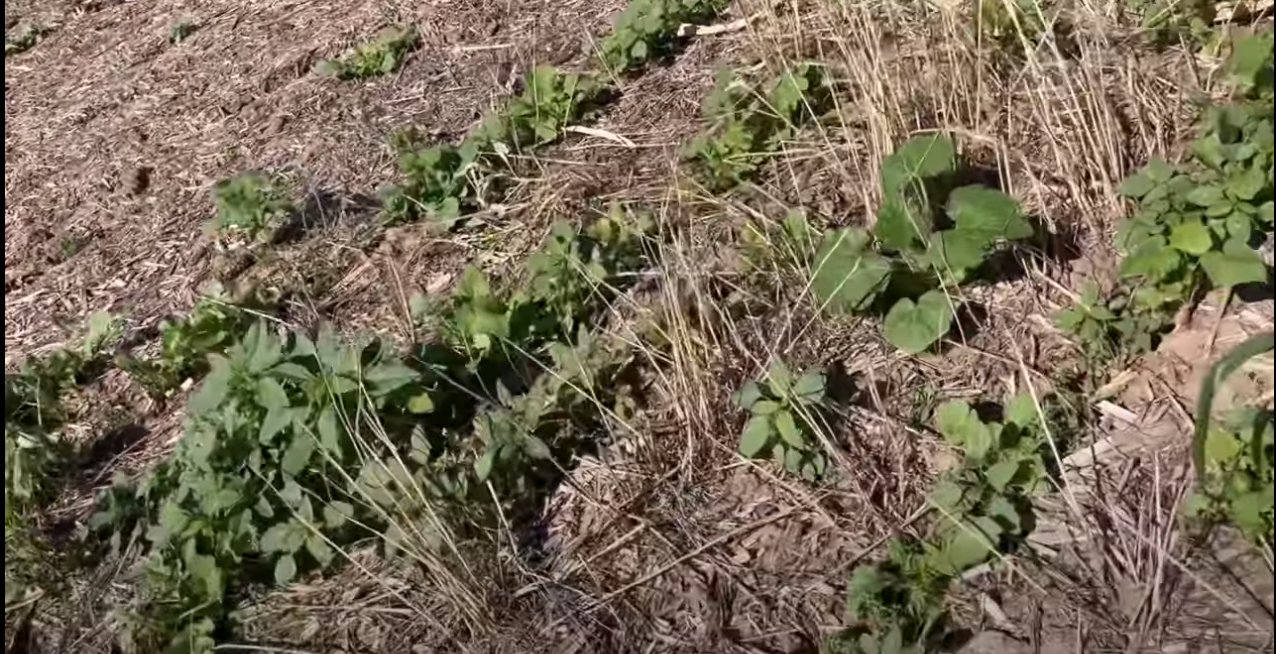 interseeding cover crops into corn