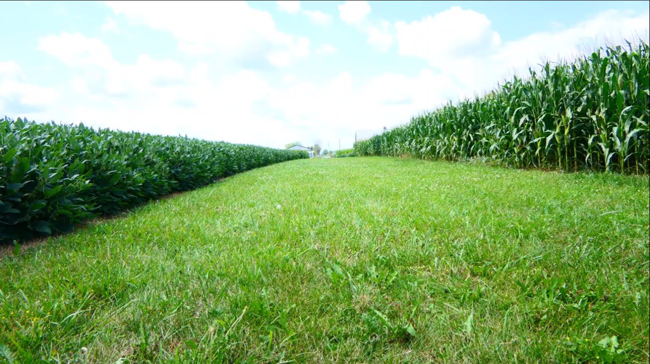 interseeding-cover-crops-osu