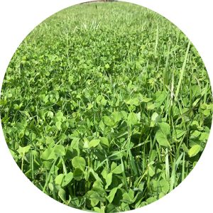 Cover Crop Biomass