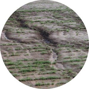 Erosion Control