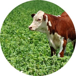 Livestock Forage