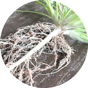 Nitrogen Fixation