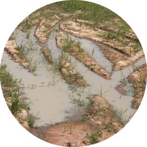 Nutrient Management