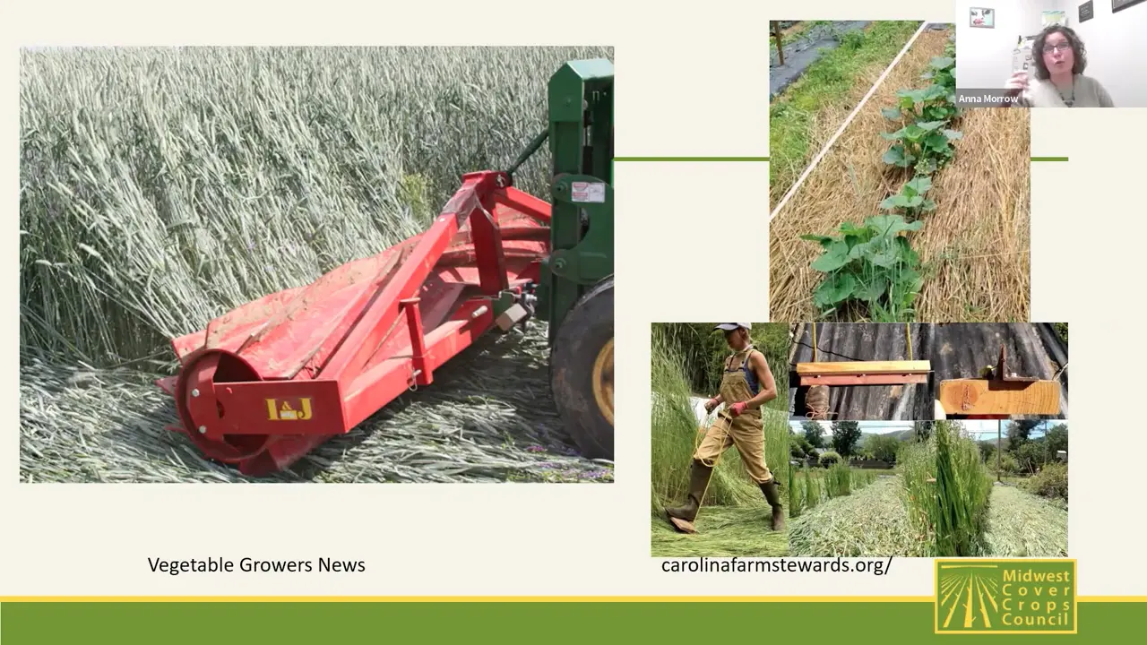 cover-crop