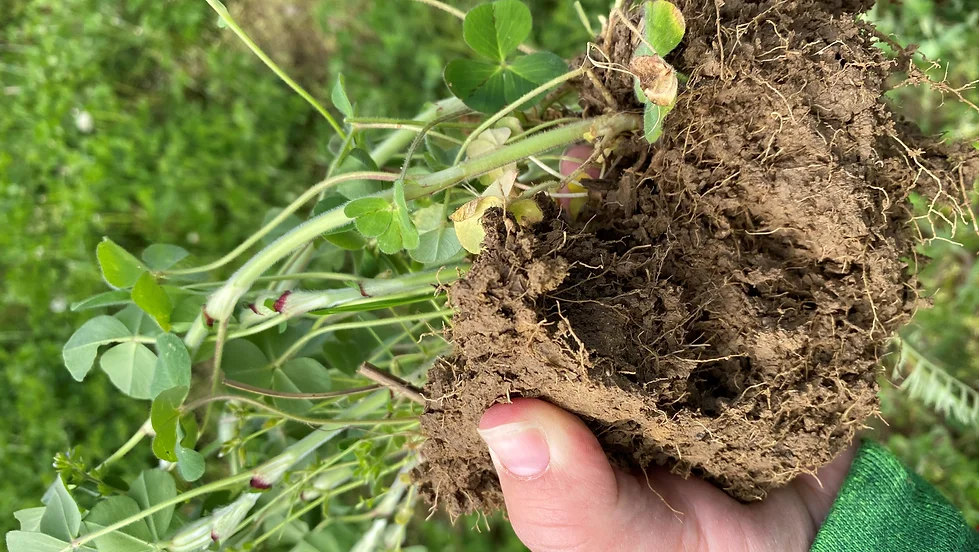 Cover Crops Fall Field Training