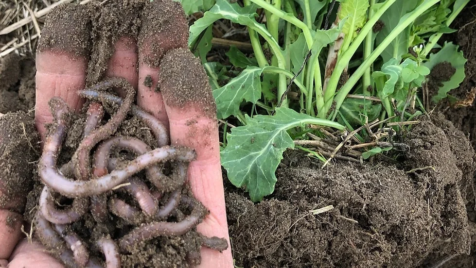 Soil Health Series
