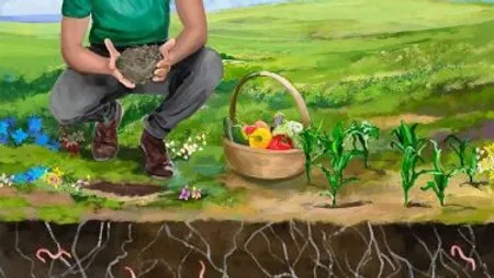 Successful Soil Solutions