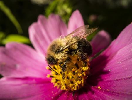 Pollinator