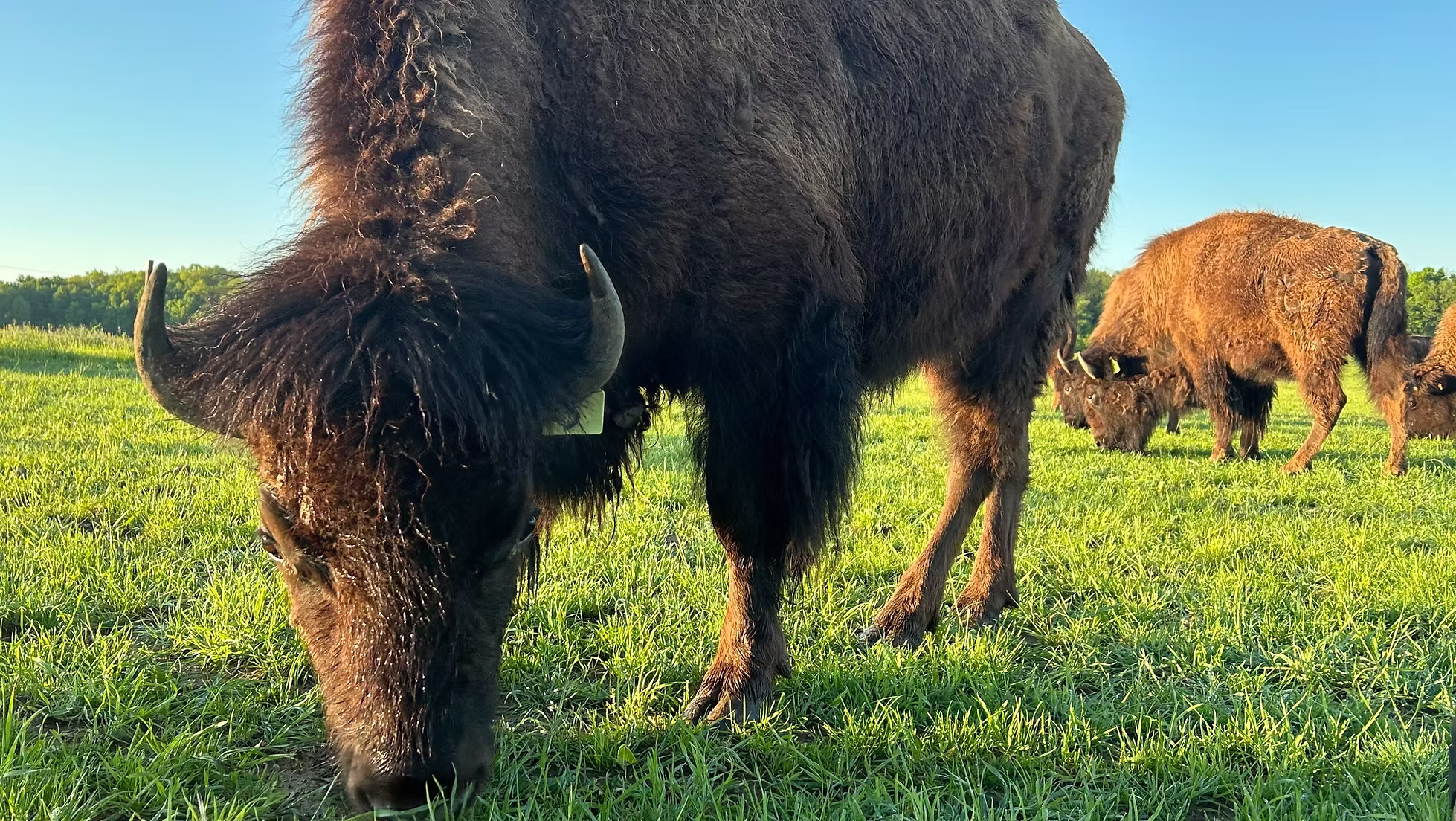 Grazing Pastures and Soil Health